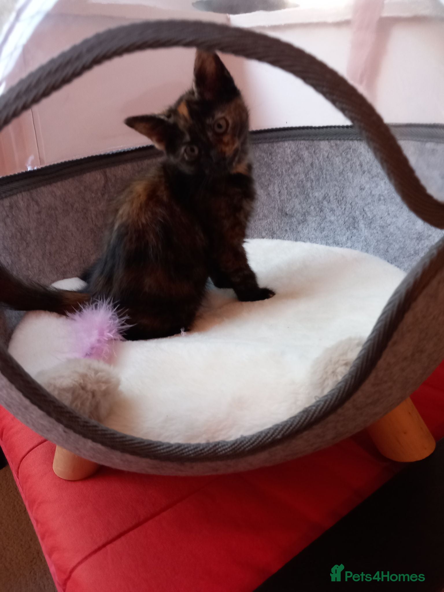 Mixed Breed cats Goldie and Meg have had their gorgeous kittens - Advert 3