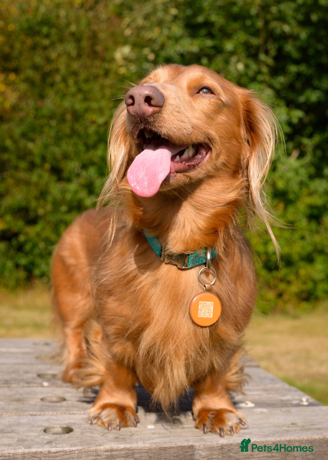 Miniature Dachshund dogs for stud: Miniature long haired dachshund for stud in Hull - Advert 2