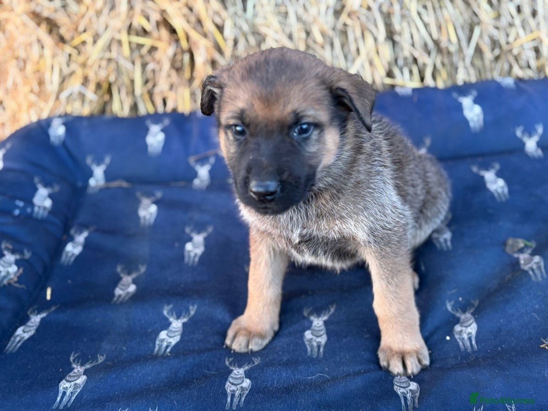 German Shepherd dogs for sale: German Shepherd x DDR GSD Puppies **READY TO GO* - Advert 14