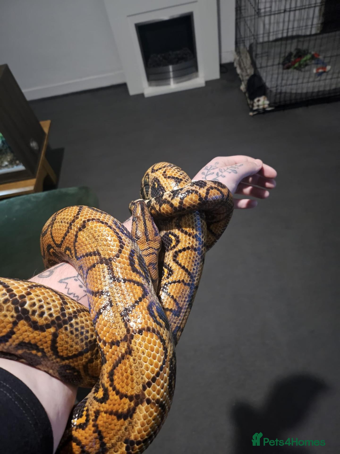 Boa Snake reptiles Adult Brazilian Rainbow Boa - Advert 5