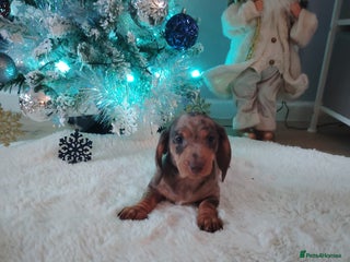 Miniature Dachshund dogs Miniature Dachshund Puppies Ready for Home - Advert 13
