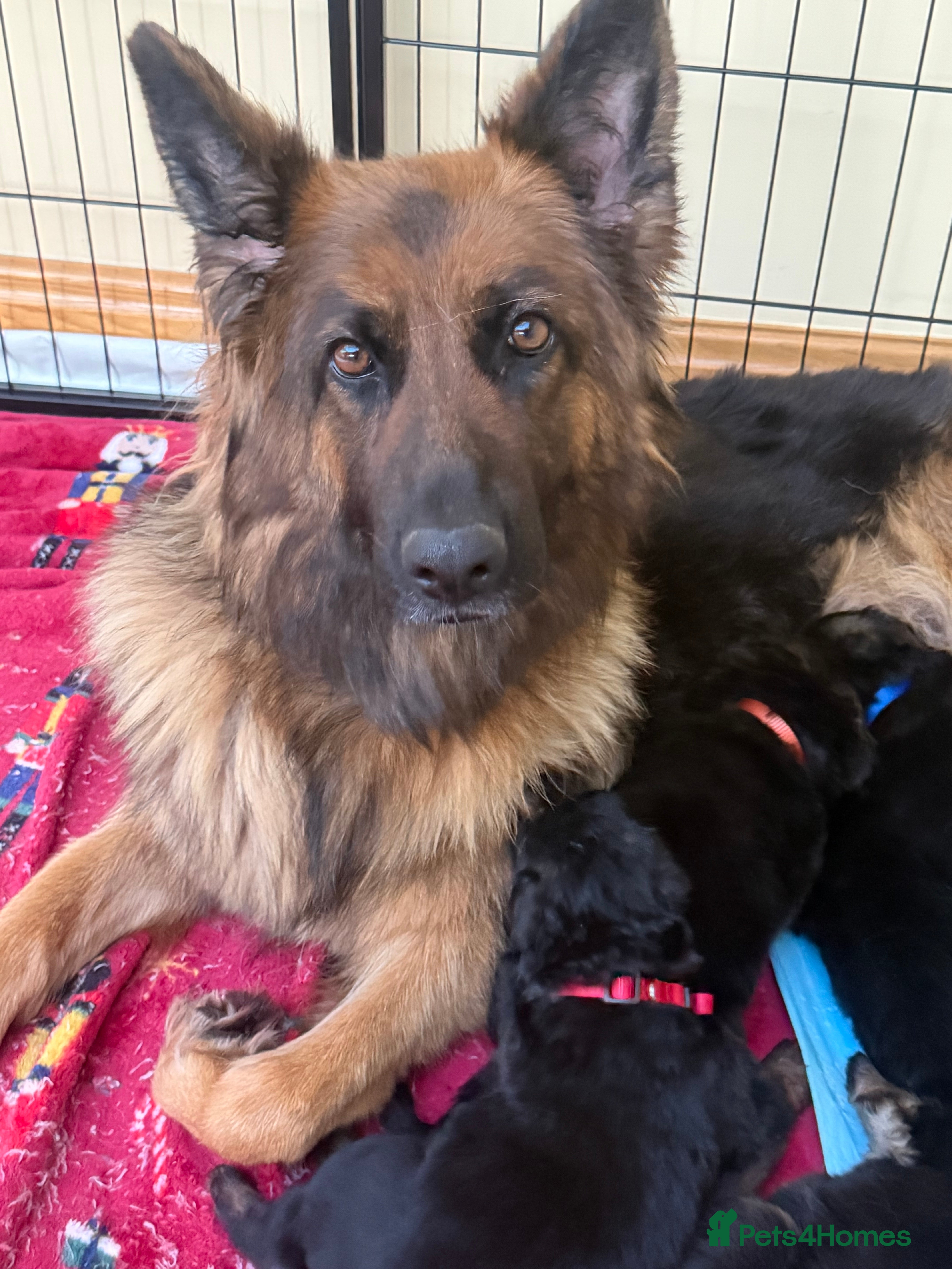 German Shepherd dogs Long haired German shepherd puppies  - Advert 15