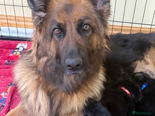 German Shepherd dogs KC registered Long haired German shepherd puppies - Advert 18
