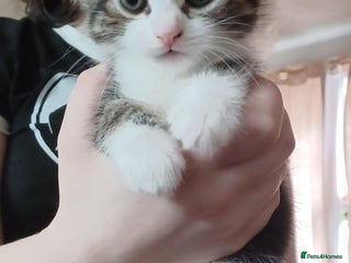 American Curl cats - Advert 1