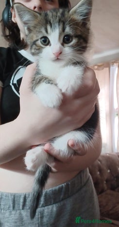 American Curl cats - Advert 1