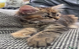 Mixed Breed cats for sale: STUNNING MULTICOLOURED KITTEN !!! - Image 5