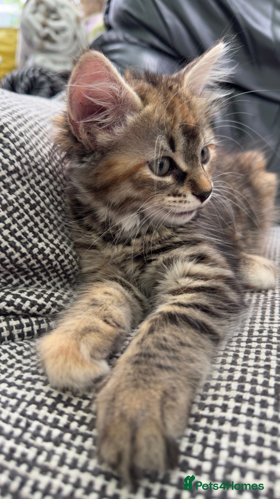 Mixed Breed cats for sale: STUNNING MULTICOLOURED KITTEN !!! - Image 5