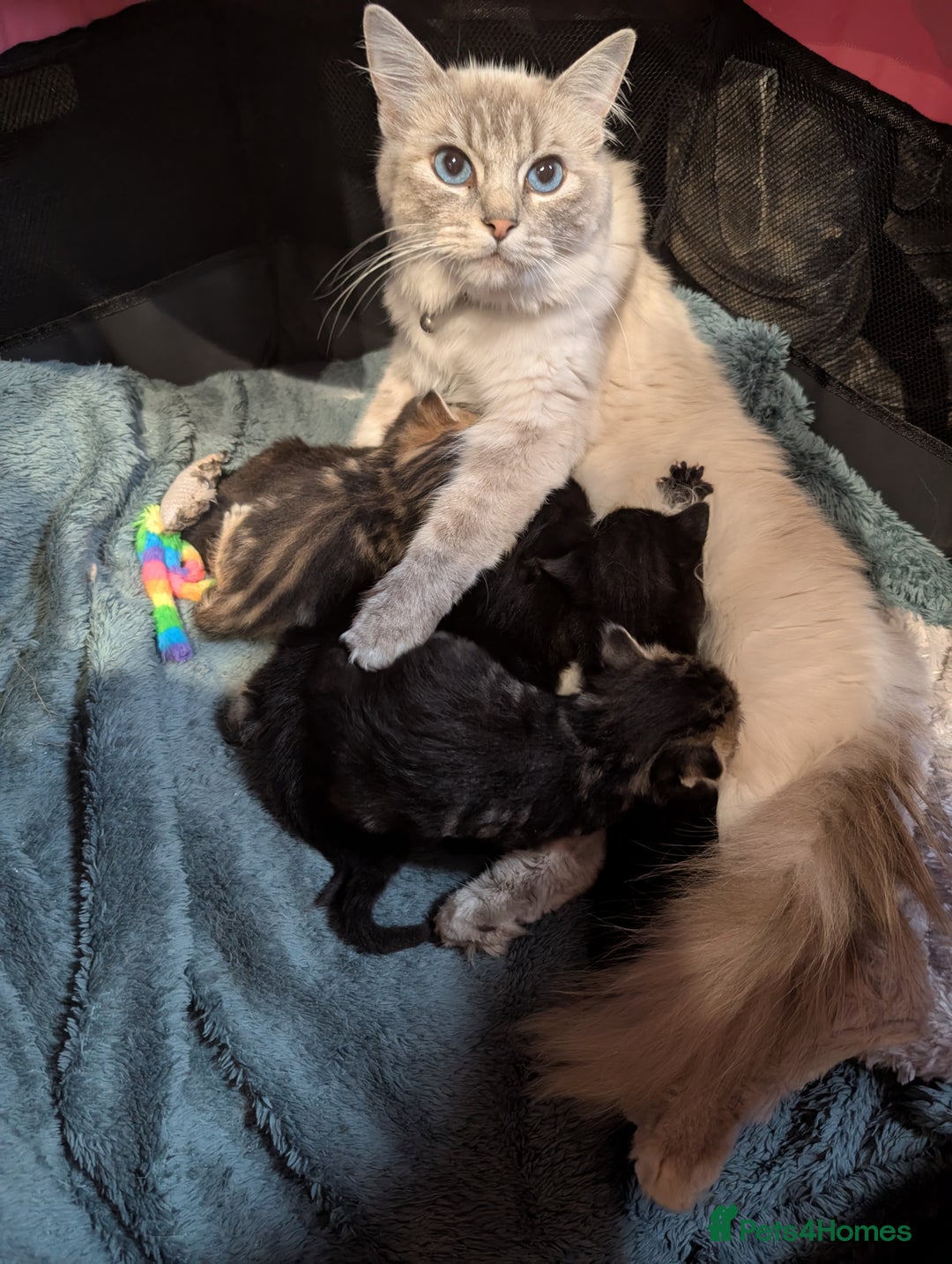 Ragdoll cats for sale: Tabby or black Ragdoll x kittens - Image 7