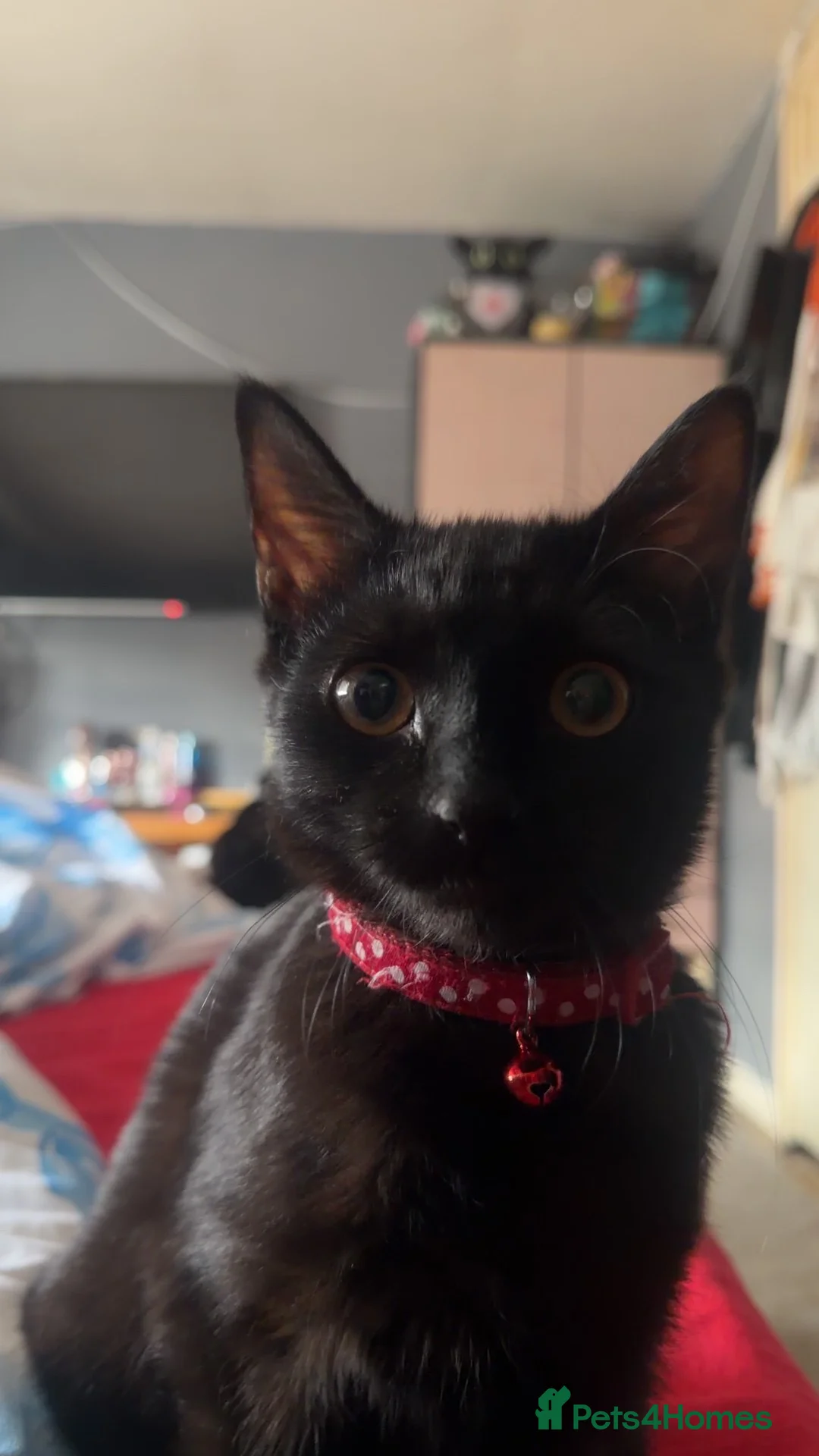 British Shorthair cats for sale: Shadow  in Middlesbrough - Advert 6