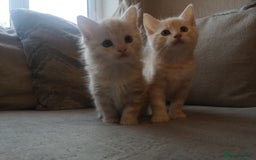 Maine Coon cats for sale: FLUFFY MAINECOON X KITTENS - Image 10