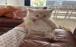 Maine Coon cats for sale: Half main coon kittens  - Image 19