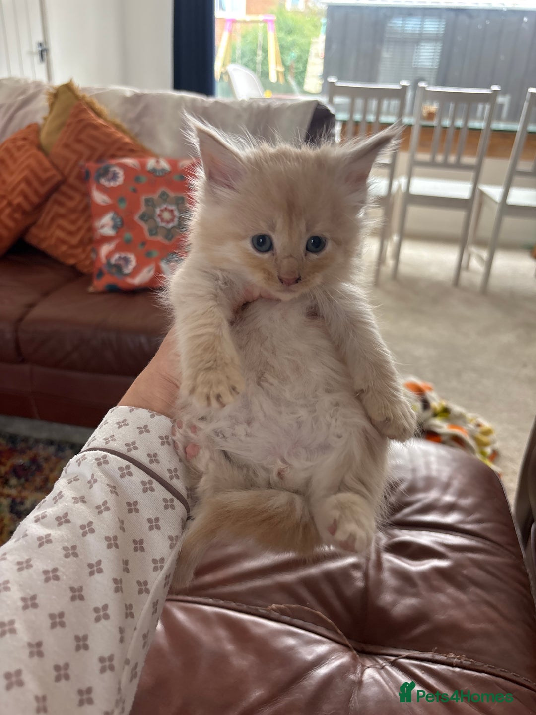 Maine Coon cats for sale: Half main coon kittens  - Image 19
