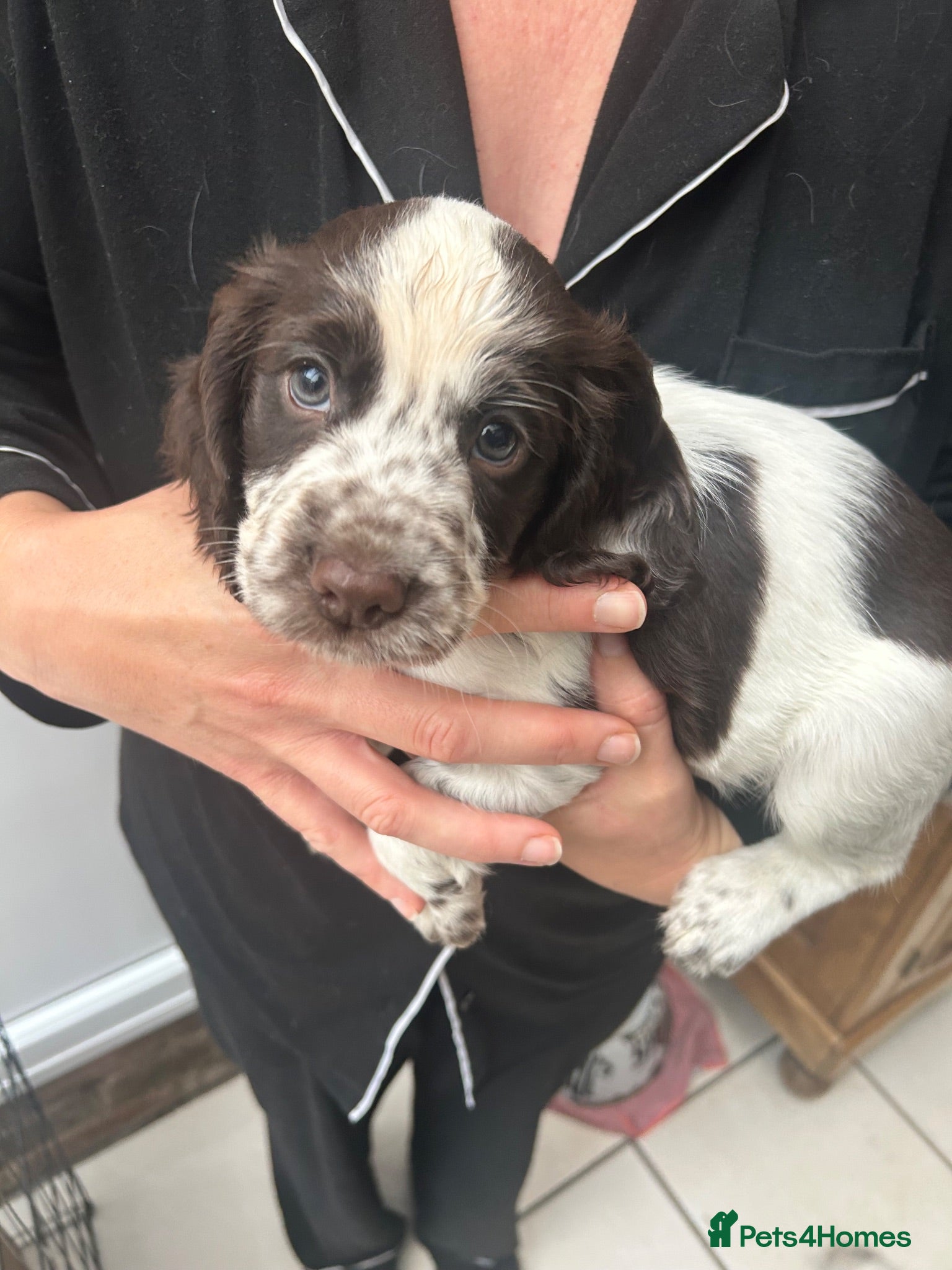 Cocker Spaniel dogs White and liver roan Kc registered male remaining  - Advert 5
