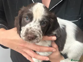 Cocker Spaniel dogs White and liver roan Kc registered male remaining - Advert 5