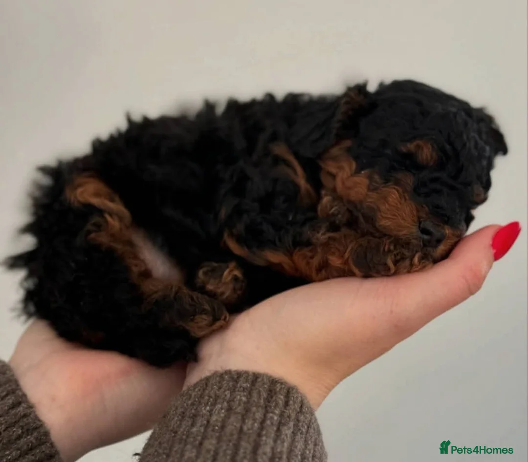 Toy Poodle dogs for stud: *Proven* KC registered Toy Poodle - petite boy in Bolton - Advert 32