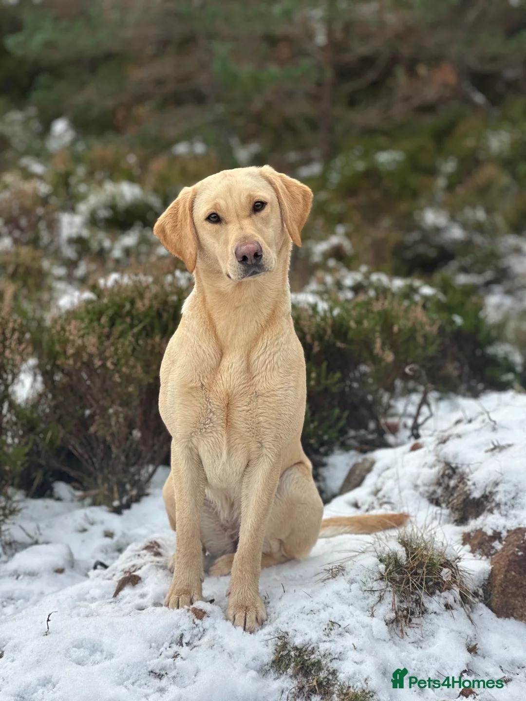 Labrador Retriever dogs for sale: Kc registered Labrador retriever puppies  - Advert 1
