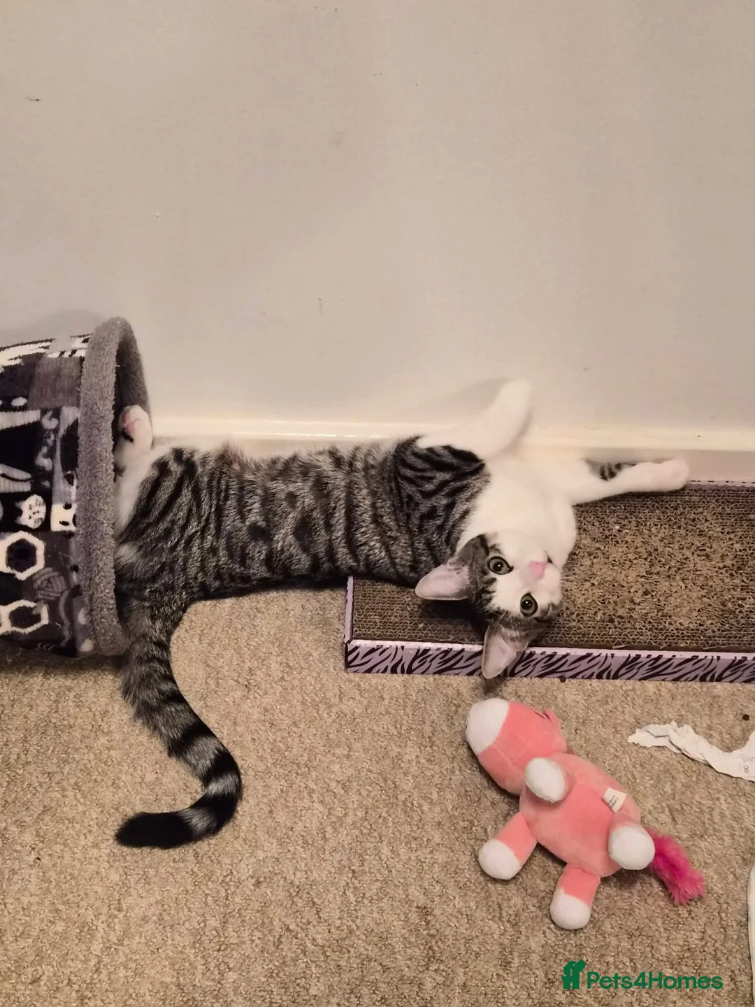 Domestic Shorthair cats for sale: 🐾 Sun is looking for his forever loving home 🏡 - Advert 3