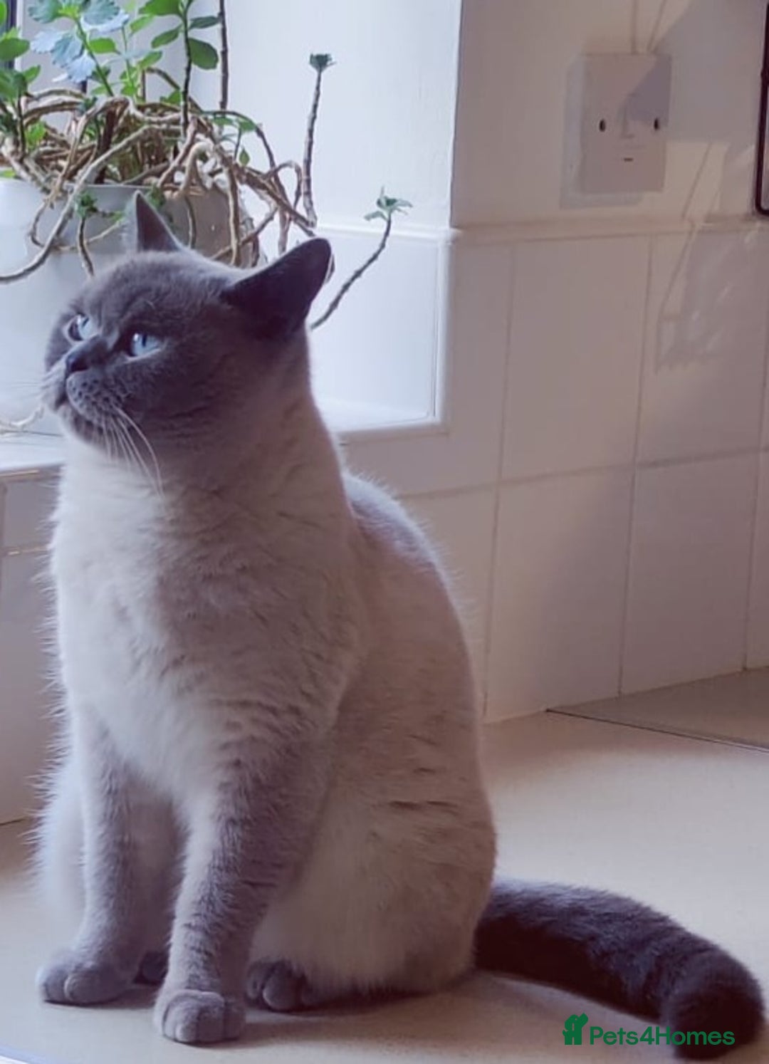 British Shorthair cats for sale: ‼️PRESTIGIOUS‼️🏆CH SIRED FEMAL - Advert 9