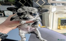 Chihuahua dogs for sale: Merle Chihuahua puppies  - Image 5