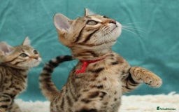 Bengal cats for sale: 🔥Stunning Bengal Kittens last little girl left 🔥 - Image 23