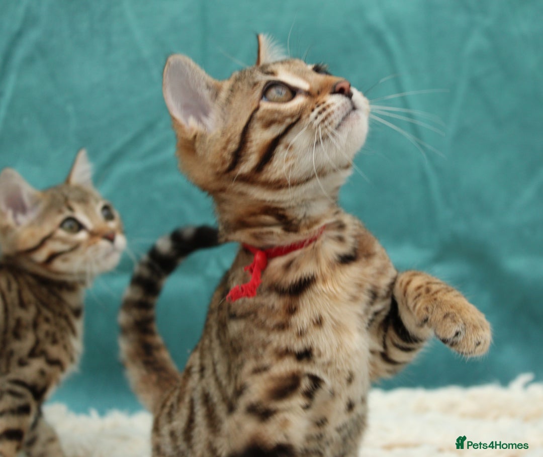 Bengal cats for sale: 🔥Stunning Bengal Kittens last little girl left 🔥 - Image 23