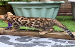 Bengal cats for sale: ✨ Bengal Kittens Looking for Loving Homes ✨ - Image 32