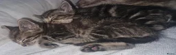 Mixed Breed cats for sale: Kittens - Advert 3
