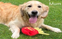 Golden Retriever dogs for sale: Super litter of Goldie pups carrying some colour  - Image 6
