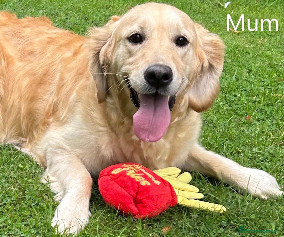 Golden Retriever dogs for sale: Super litter of Goldie pups carrying some colour  - Image 6