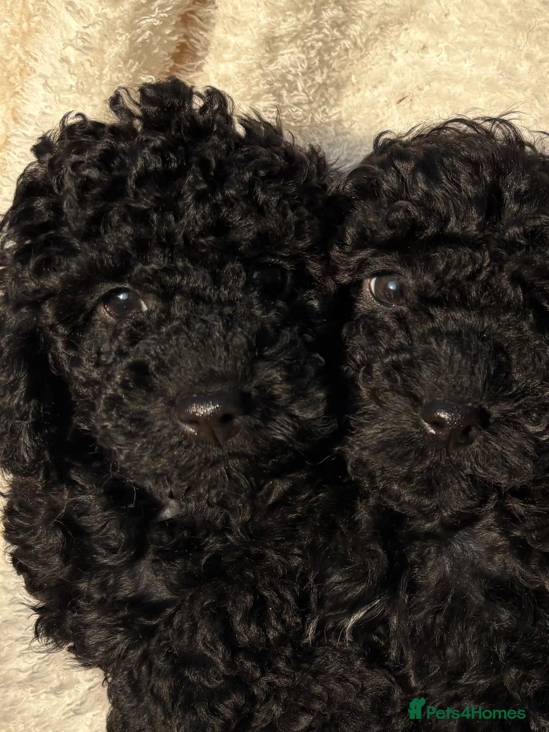 Toy Poodle dogs for sale: ADORABLE ‘ALBERT’ *TOY POODLE*BOY*PUP ready now - Advert 24