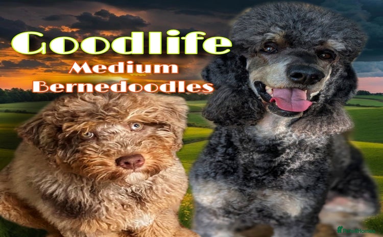 Bernedoodle dogs - Advert 1
