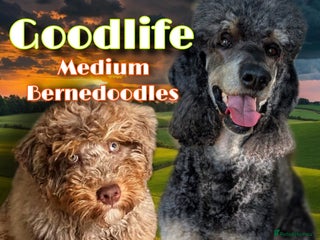 Bernedoodle dogs - Advert 1