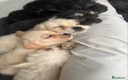 Mixed Breed dogs for sale: 6 fluffy frenchie cross puppies - Image 33