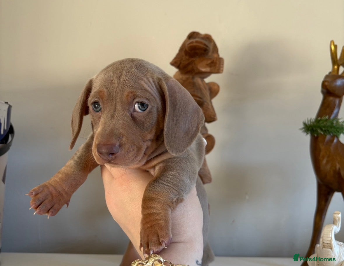 Miniature Dachshund dogs KC registered PRA CLEAR X2 minature Dachshunds  - Advert 1