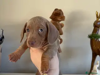 Miniature Dachshund dogs KC registered PRA CLEAR X2 minature Dachshunds - Advert 1