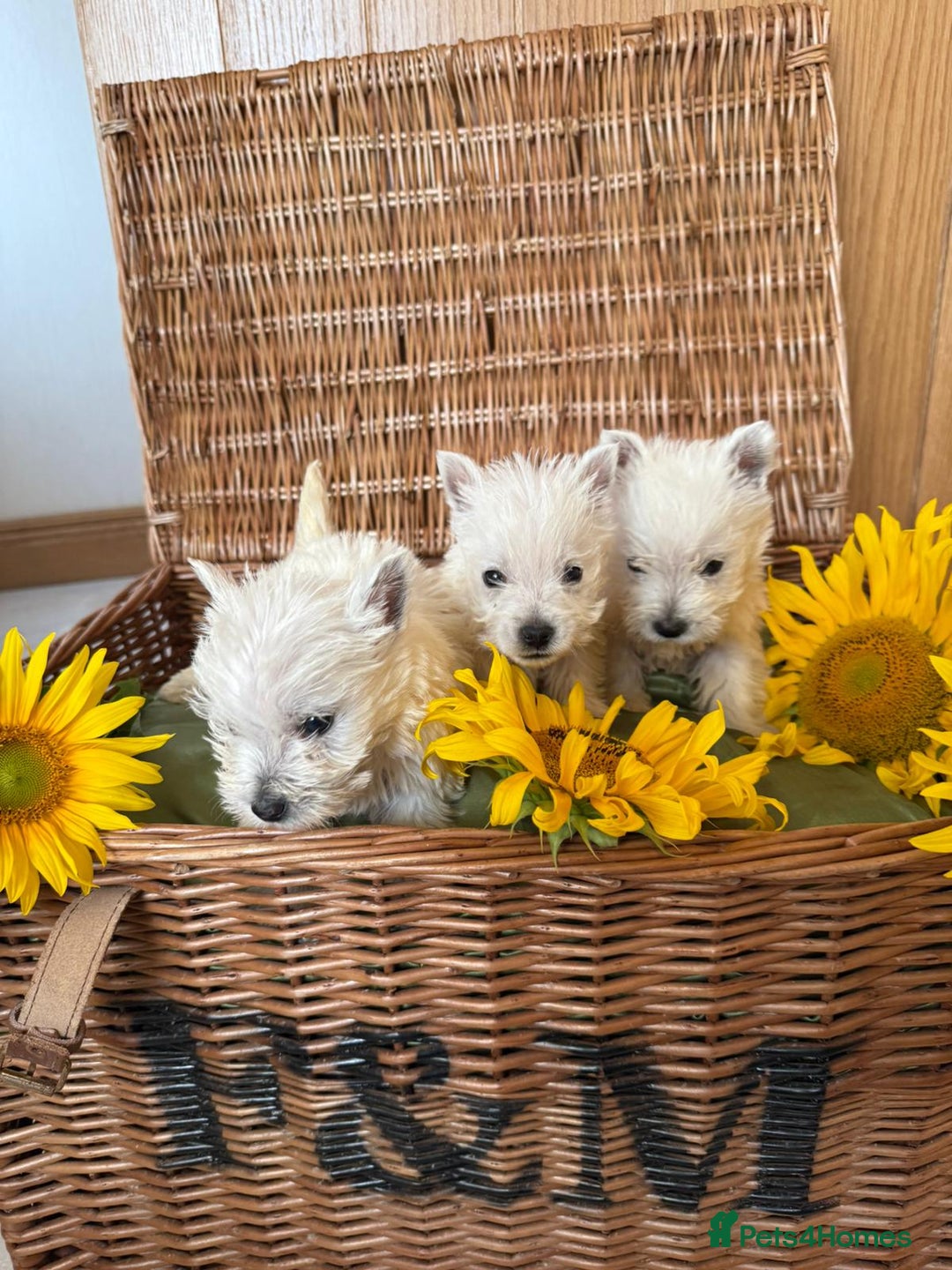 West Highland Terrier dogs for sale: Westie puppies  - Image 12