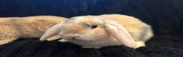 Mini Lop rabbits for sale: Mini lops  - Advert 4