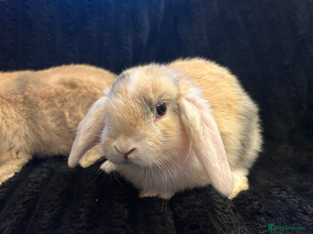 Mini Lop rabbits for sale: Mini lops  - Advert 4