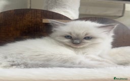 Ragdoll cats for sale: Beautiful Male Ragdolls – Champion Bloodlines - Image 6