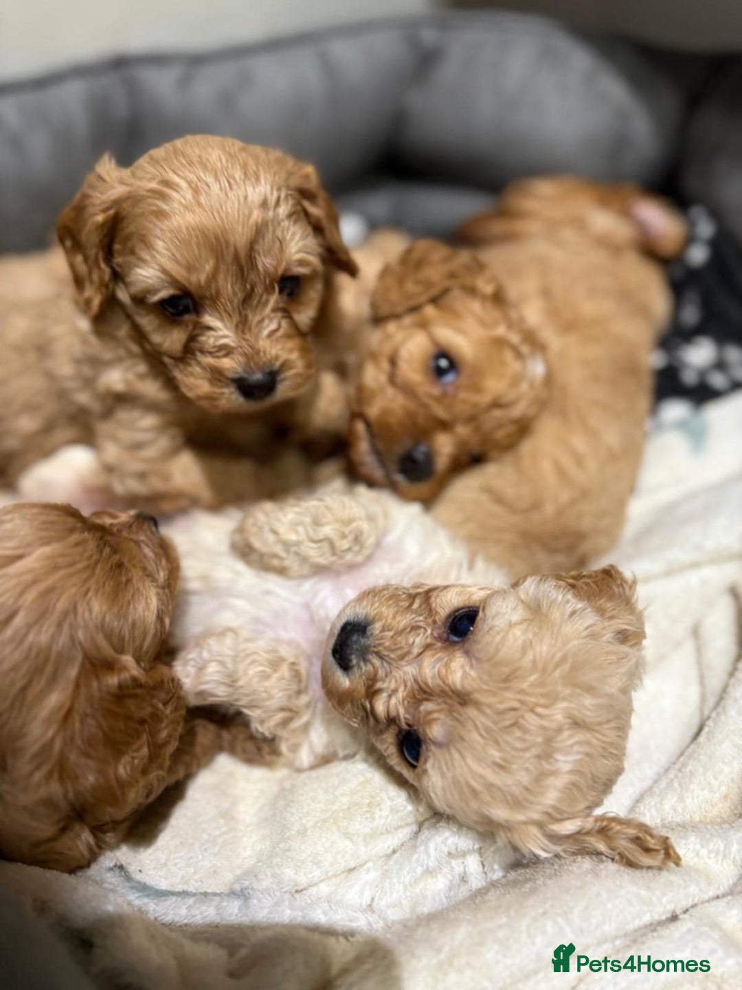 Cavapoo dogs for sale: Beautiful Cavapoo F1BB - Advert 13
