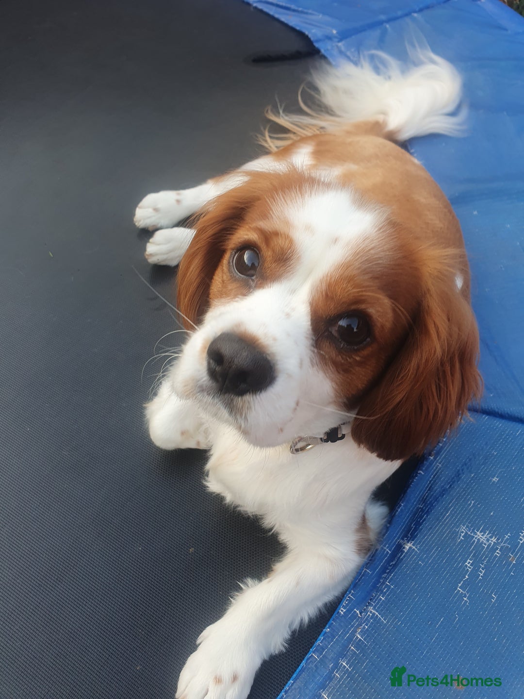 Cavalier King Charles Spaniel dogs for sale: Cavalier King Charles male 2 years old  - Advert 3