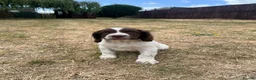 English Springer Spaniel dogs for sale: Springer Spaniels - Advert 10