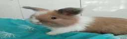 Angora rabbits for sale: English Full Face Angora Bunnies - Advert 11