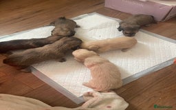 Miniature Dachshund dogs for sale: Quality KC Minature Longhaired Dachshund for sale  - Image 6