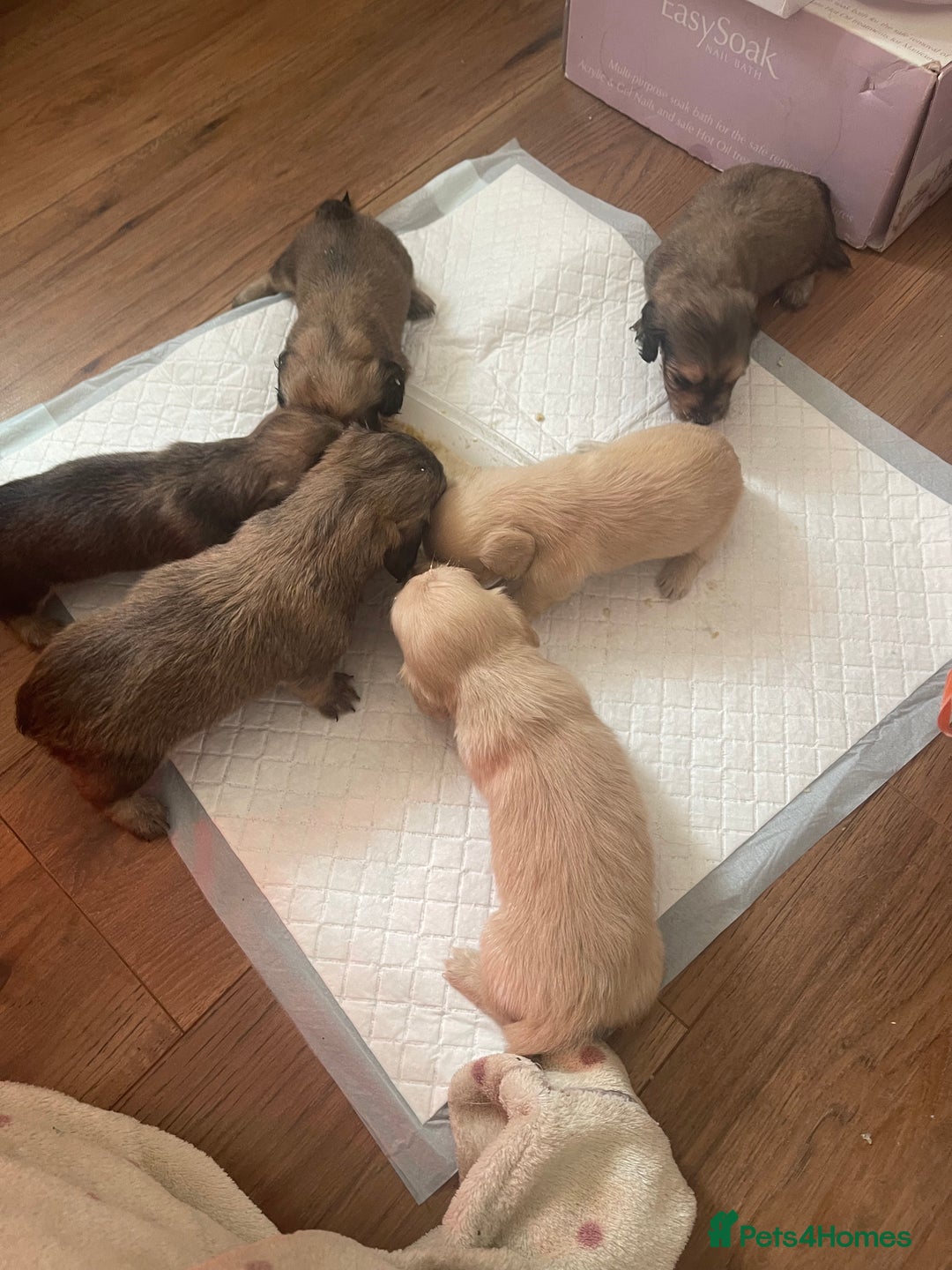 Miniature Dachshund dogs for sale: Quality KC Minature Longhaired Dachshund for sale  - Image 6