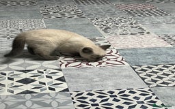 British Shorthair cats for sale: Gorgeous Pure British Shorthaired Kittens  - Image 6