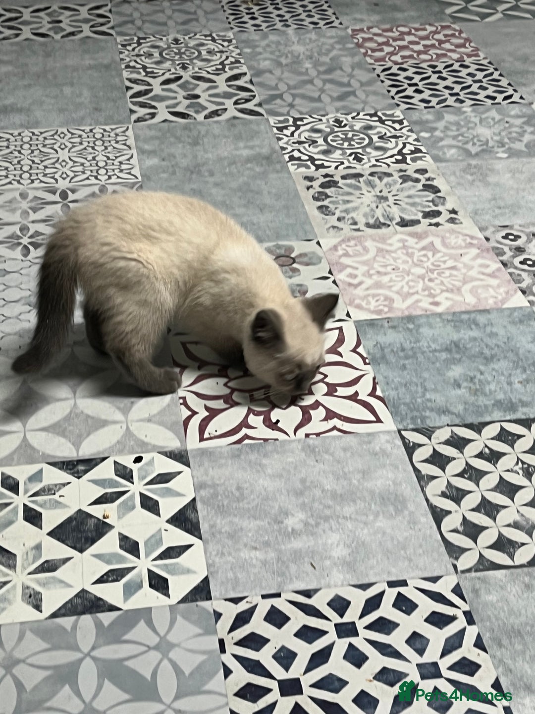 British Shorthair cats for sale: Gorgeous Pure British Shorthaired Kittens  - Image 6