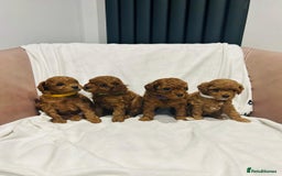 Toy Poodle dogs for sale: Tiny Toy Poodles - Advert 1