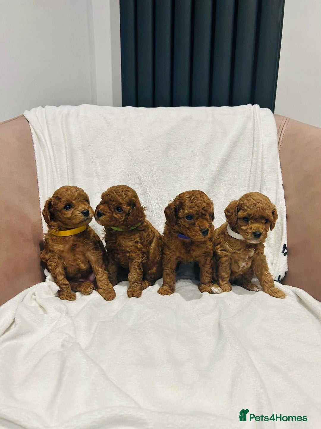 Toy Poodle dogs for sale: Tiny Toy Poodles - Advert 1