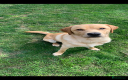 Labrador Retriever dogs for stud: Bred for Temperament Labrador Stud in Hull - Image 4